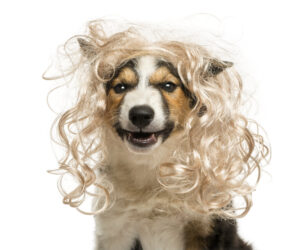 Best Miele Vacuums for Pet Hair 2025